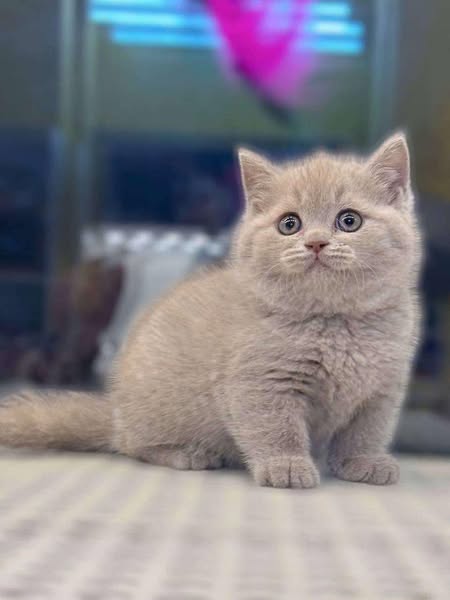 British Shorthair