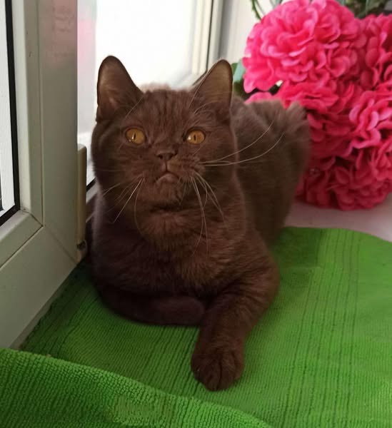 British Shorthair