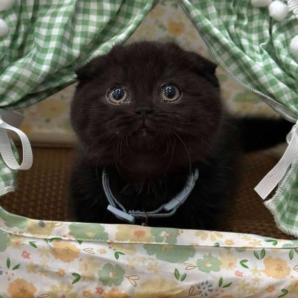 Munchkin Fold