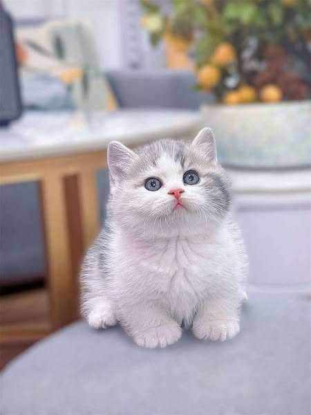Munchkin