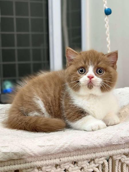 Munchkin