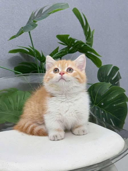 Munchkin