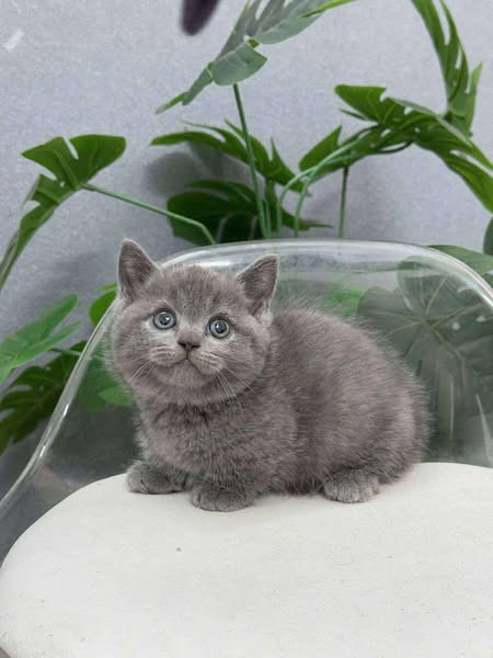 Munchkin