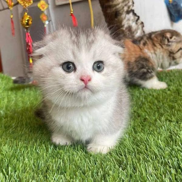 Munchkin Fold