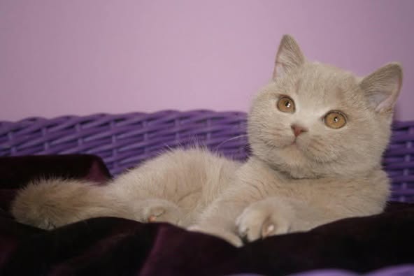 British Shorthair