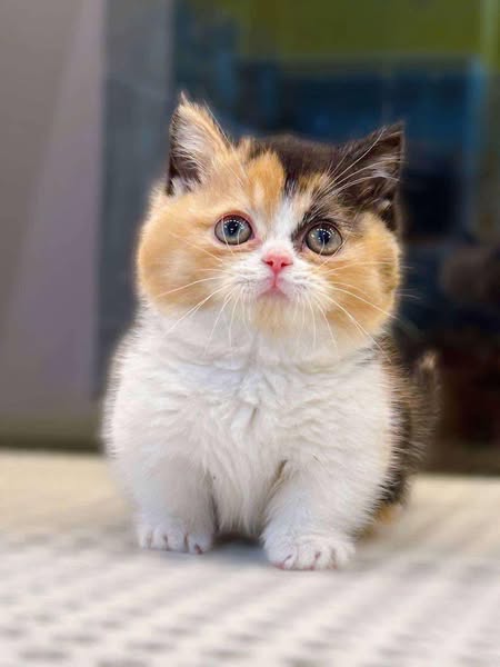 Munchkin