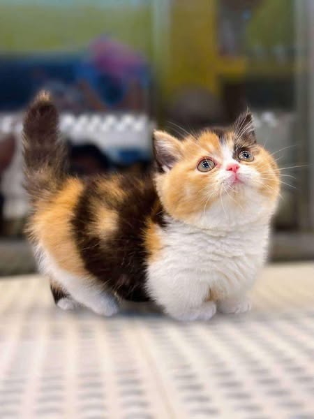 Munchkin