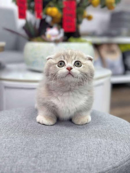 Munchkin Fold