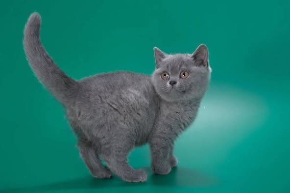 British Shorthair