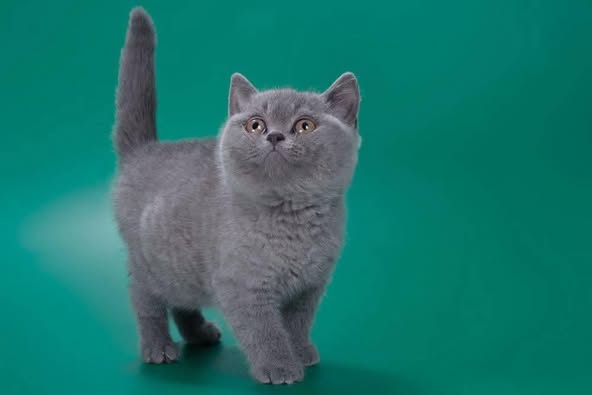 British Shorthair