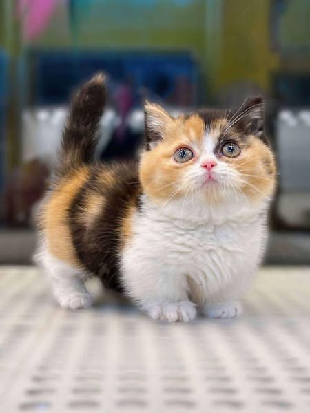 Munchkin