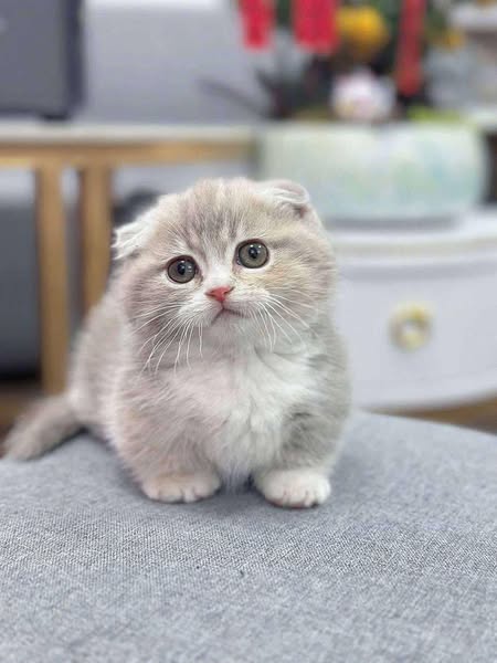 Munchkin Fold