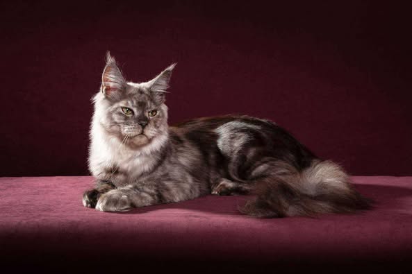 Maine Coon