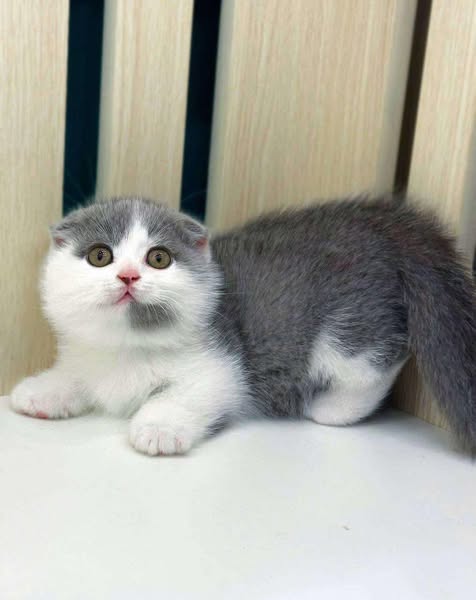 Munchkin Fold
