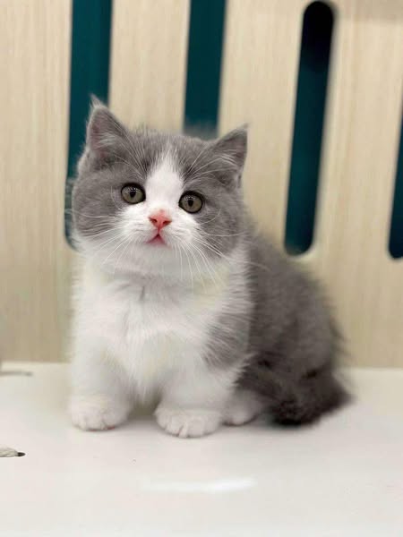 Munchkin
