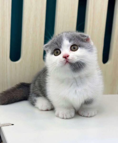 Munchkin Fold