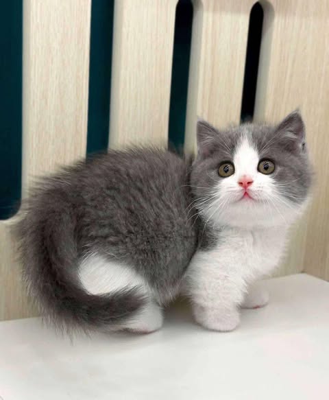 Munchkin