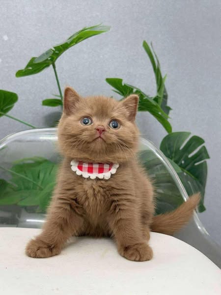 British Shorthair
