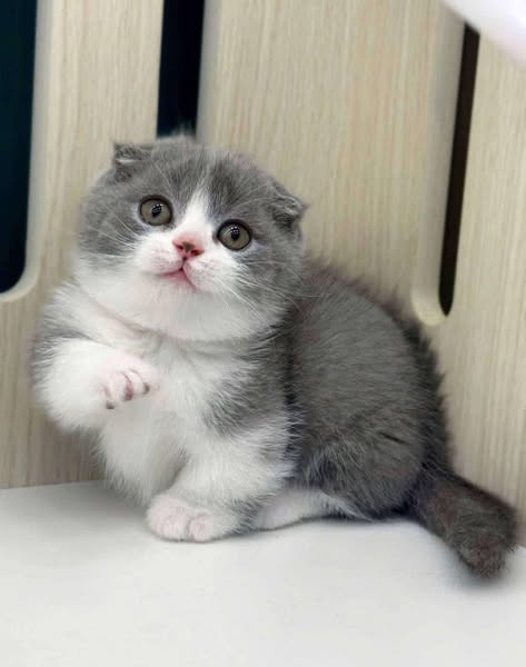 Munchkin Fold