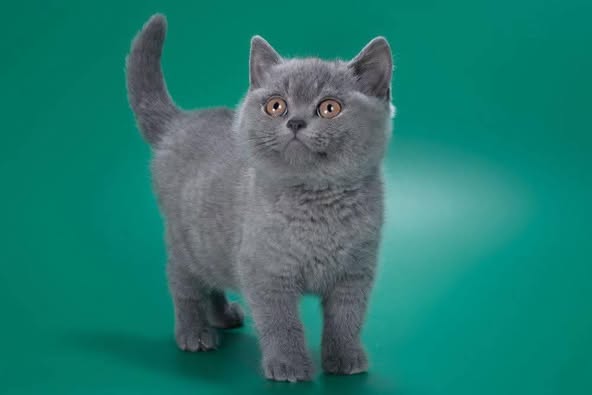 British Shorthair