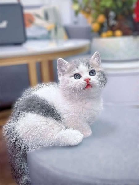 Munchkin