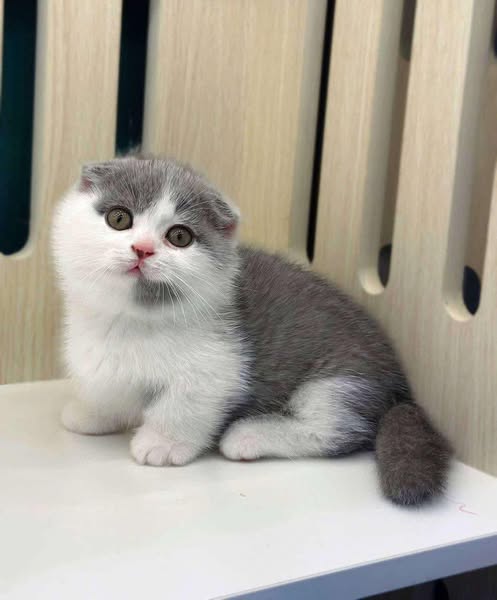 Munchkin Fold