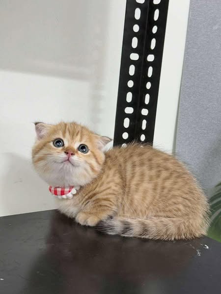 Munchkin Fold