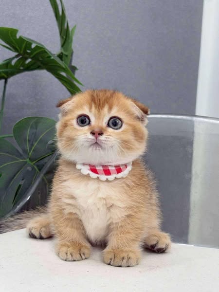 Munchkin Fold