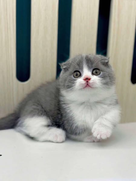Munchkin Fold