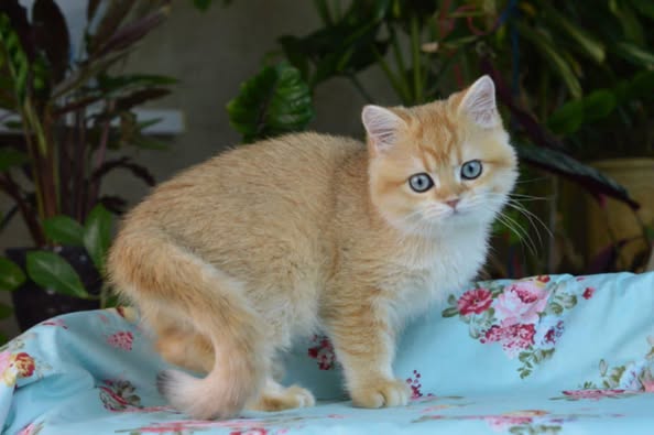 British Shorthair