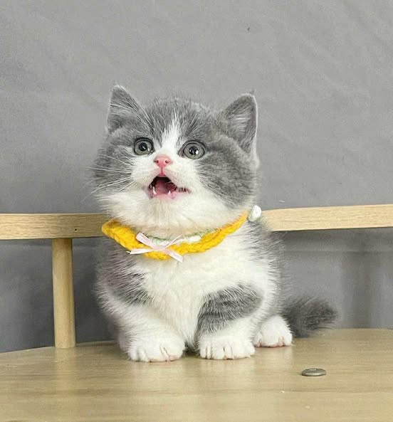 Munchkin