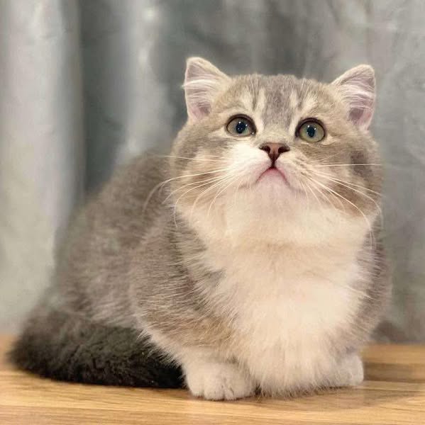 Munchkin