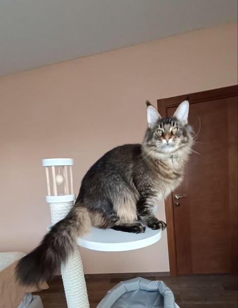 Maine Coon
