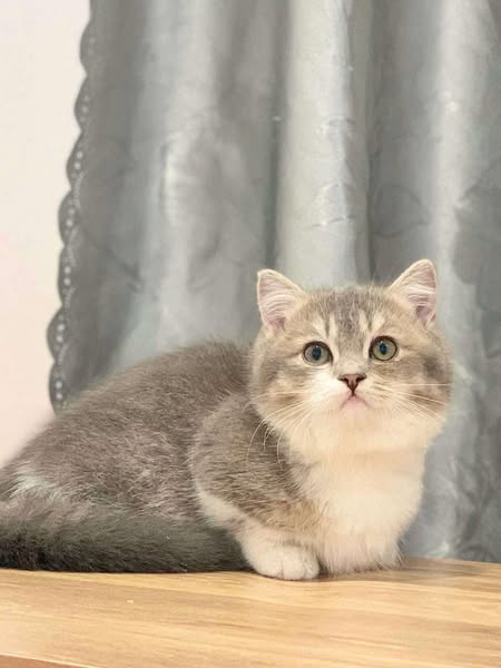 Munchkin