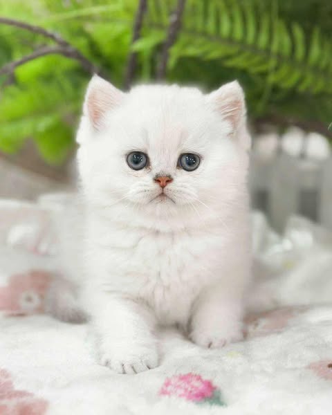 British Shorthair