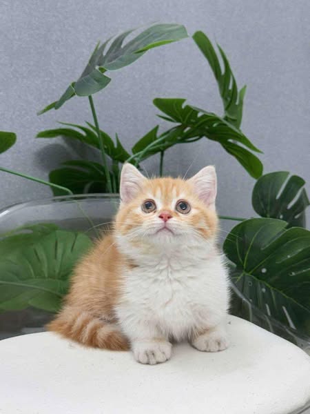 Munchkin
