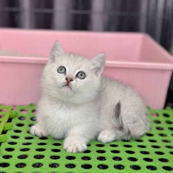 Munchkin