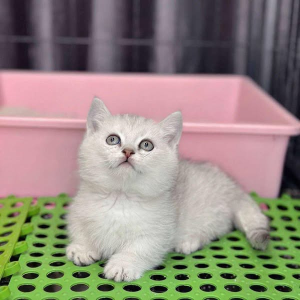 Munchkin