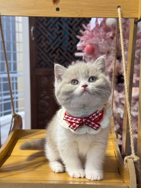 British Shorthair