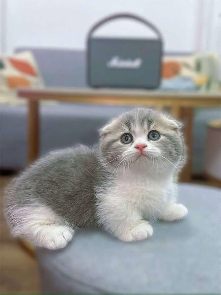 Munchkin Fold