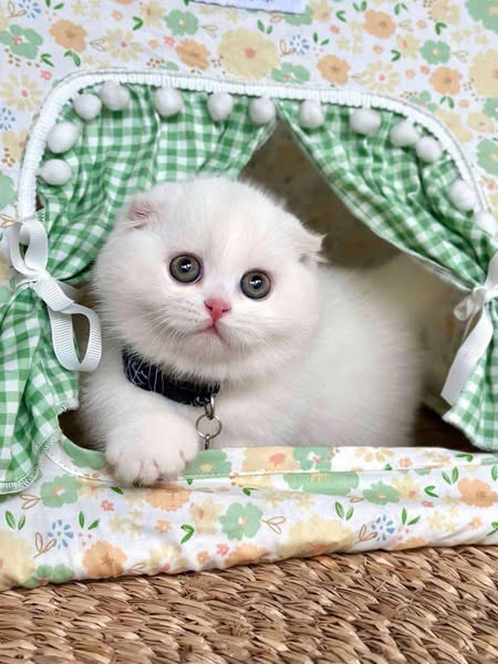 Munchkin Fold