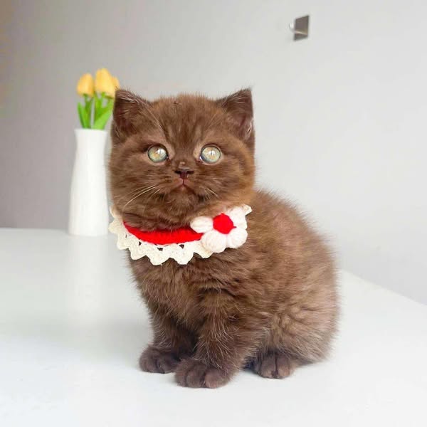 British Shorthair
