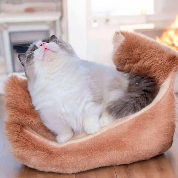 Munchkin Ragdoll