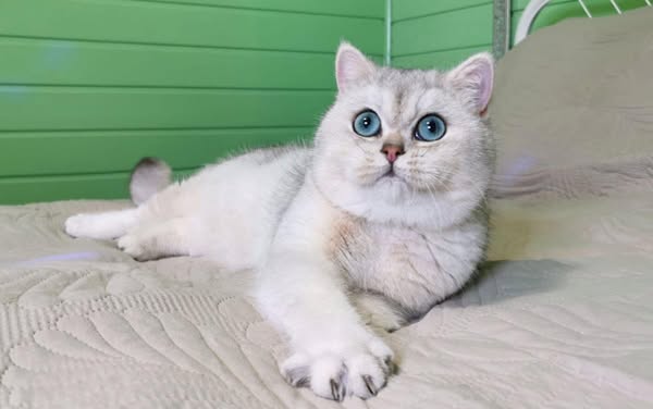 British Shorthair
