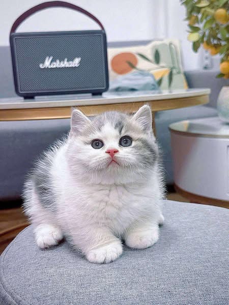 Munchkin