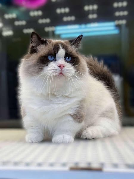Munchkin Ragdoll