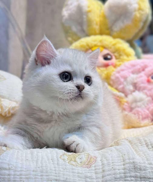 Munchkin