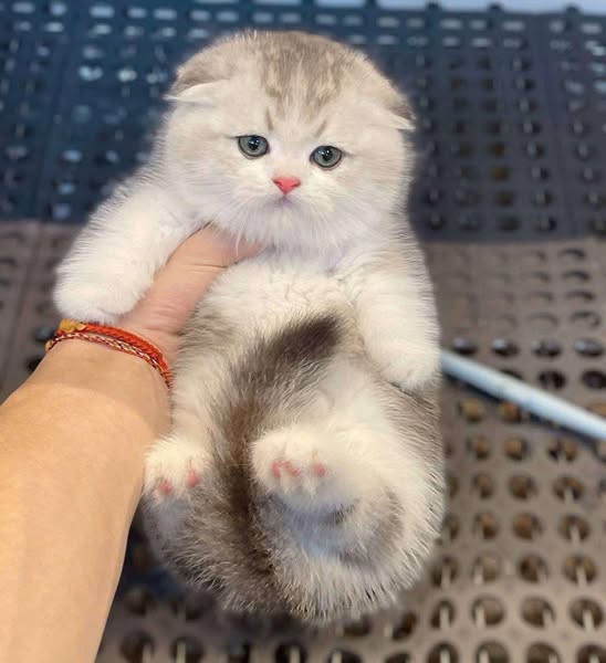 Munchkin Fold