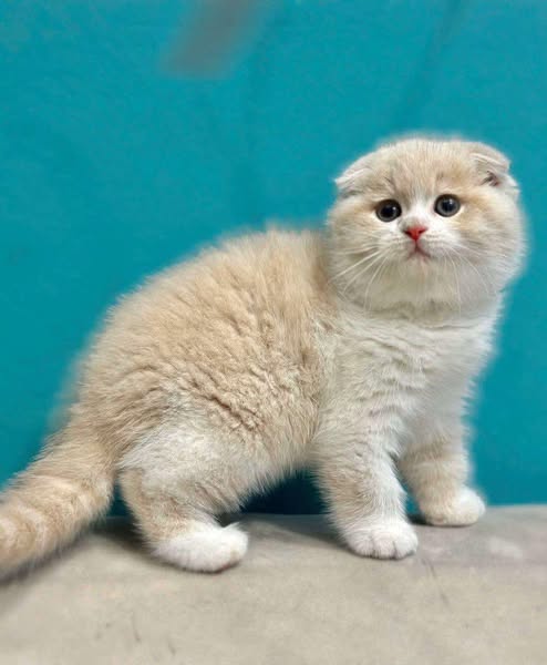 Scottish Fold