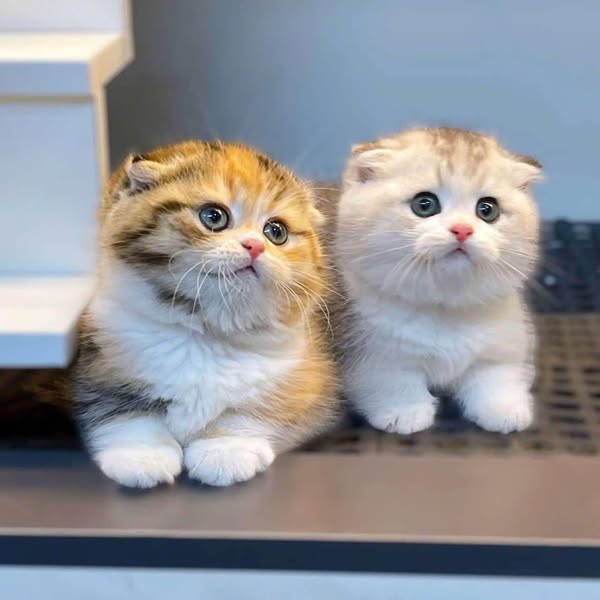 Munchkin Fold